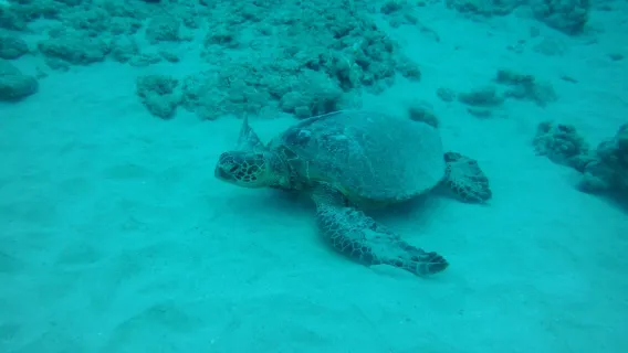 Nautical Oahu, Hawaii: Sea Turtle Watching and Snorkeling