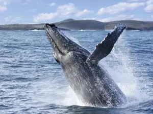Port Stephens Moonshadow Whale Watching - Nelson Bay Departures