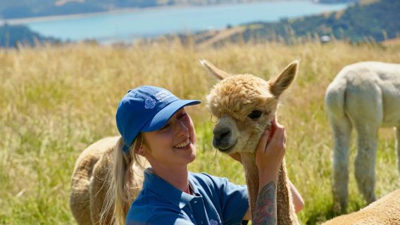 Tagesausflug zur Delfinbeobachtung in Akaroa ab Christchurch, Neuseeland, einschließlich einer Hafen-Delfin Bootsfahrt und einer Alpaka-Farm