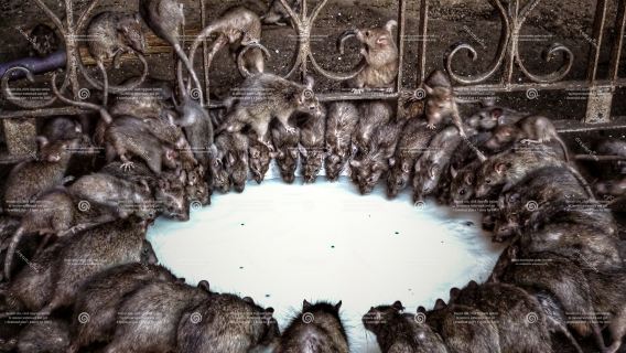 13일간의 델리, 아그라 & 라자스탄 투어