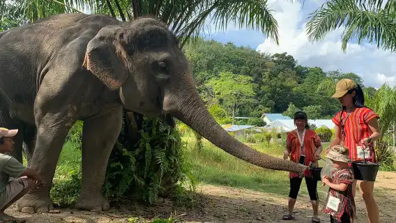ทัวร์วันเดียว/ทัวร์หลายวัน สู่ปางช้างไนดี จังหวัดภูเก็ต ประเทศไทย