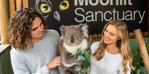 墨爾本企鵝歸巢+月光保護區+布萊頓海灘彩虹小屋一日遊