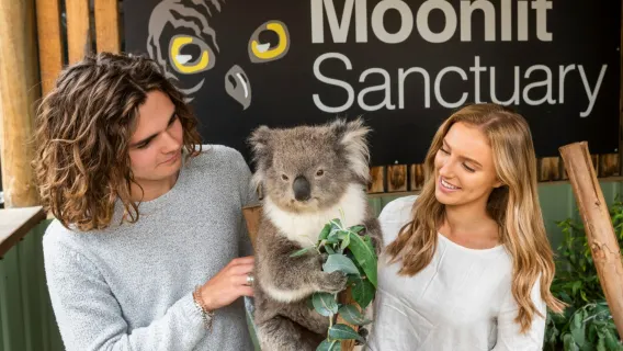 tour di un giorno a Melbourne per vedere i pinguini che tornano a casa, la Moonlit Sanctuary e le casette colorate di Brighton Beach