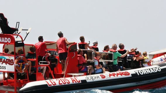 Algarve: Guided Dolphin Watching Tour