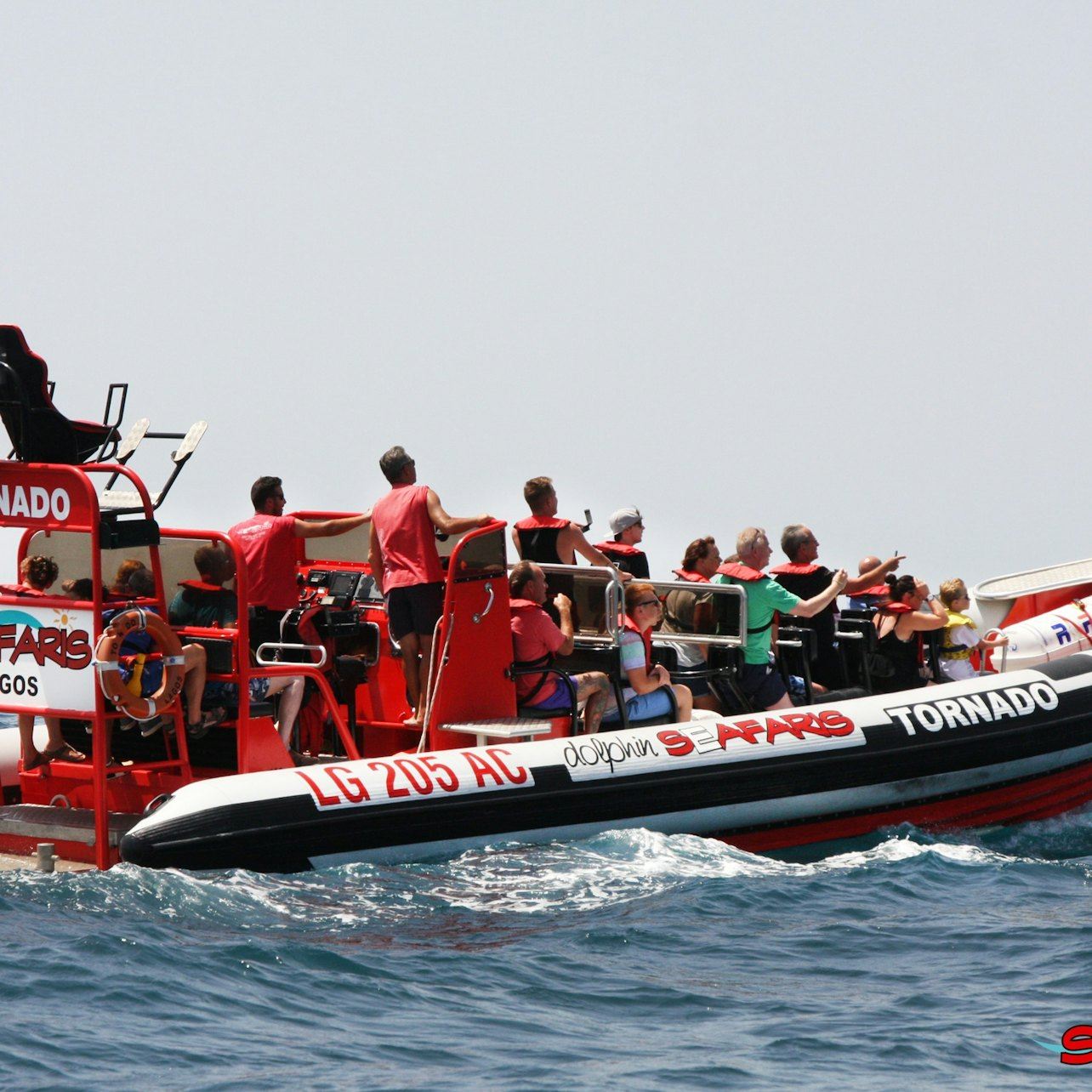 Algarve: Tour Guidato di Osservazione dei Delfini