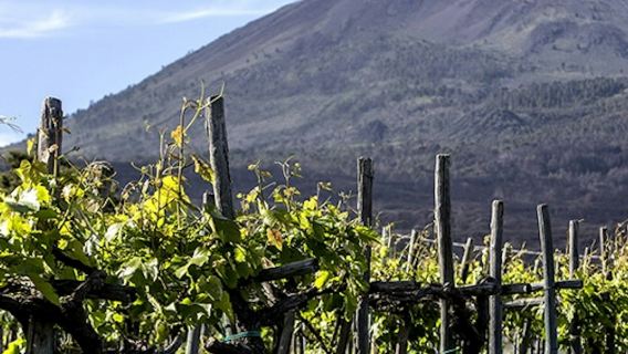 Vesuvius: Wine Tasting
