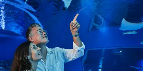 凱恩斯水族館:夜間入場 + 兩道菜晚餐