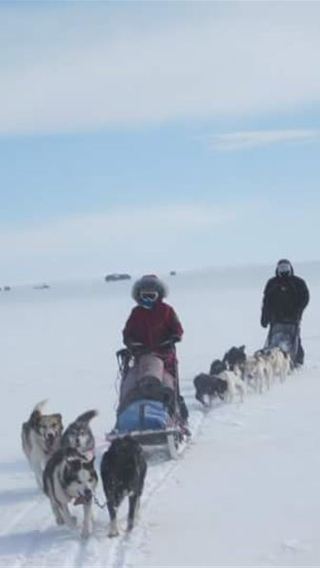 Dog sledding and snowmobile in Tromso [visit reindeer/possible northern lights sighting]