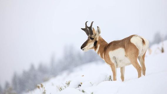 West Yellowstone