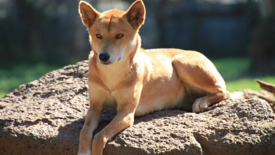 澳洲墨爾本布萊頓灘+月光之旅野生動物保護園+莫寧頓半島