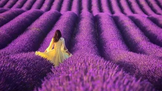 普羅旺斯特色小鎮+索村+魯西永+塞南克修道院/浪漫薰衣草之都