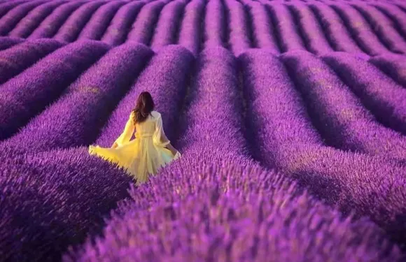 普羅旺斯特色小鎮+索村+魯西永+塞南克修道院/浪漫薰衣草之都