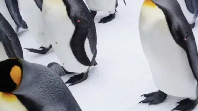 日本札幌來回美瑛青池富良野/可小樽登別北海道多日包車-精選