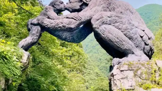 Servicio de coche privado con conductor en Shennongjia, Hubei, guía local, traducción, acompañamiento, traslados, turismo, ferias, inspección comercial y acompañamiento médico.