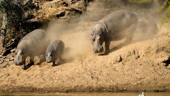 Windhoek: Malerische Pirschfahrt durch Dustenbrook