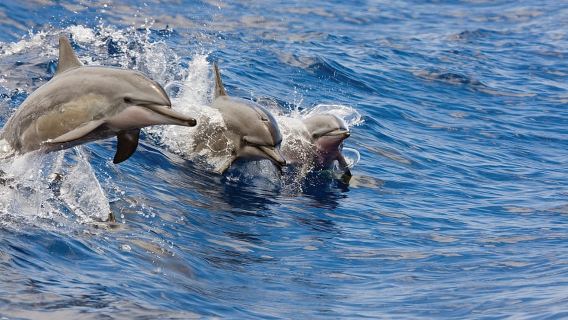 โฮโนโกเฮา: ดำน้ำตื้นและล่องเรือที่เกาะโคนา พร้อมเครื่องดื่มและของว่าง