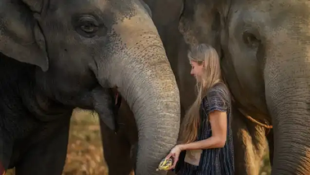 曼谷：芭達雅大象叢林保護區半日遊