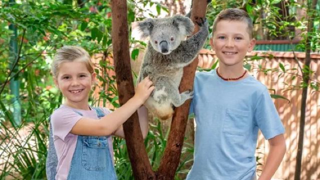 Голд-Кост, зоопарк Currumbin: возможность обнять коалу | завтрак/полдник с коалами