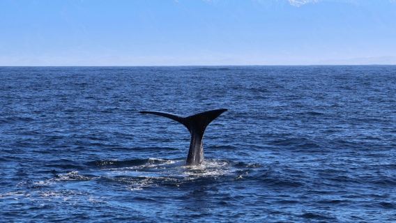 Kaikoura Whale Watching Day Tour from Christchurch (English-speaking Group)