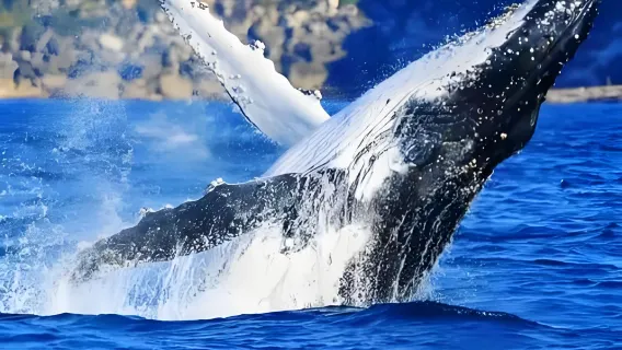 New Zealand Kaikoura flight whale watching 1-day tour
