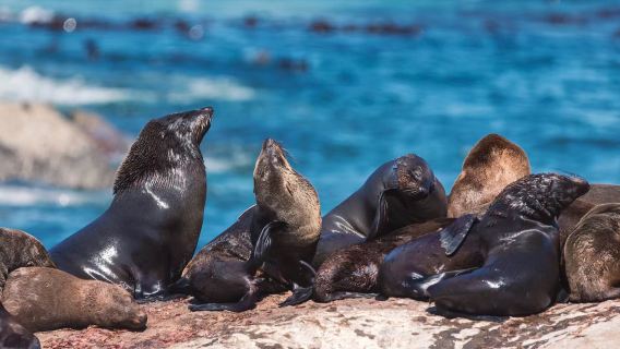 Africa Cape of Good Hope 1-day tour: Cape of Good Hope + Duiker Island + Table Mountain private charter easy tour