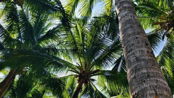 Departing from Sanya - Xinglong Tropical Botanical Garden - Shenzhou Peninsula Lighthouse - Shimei Bay
