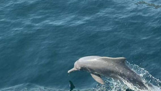 Dolphin Watching Tour from Dubai to Oman with Private Transfer & Round-trip Hotel Service, Snorkeling Available