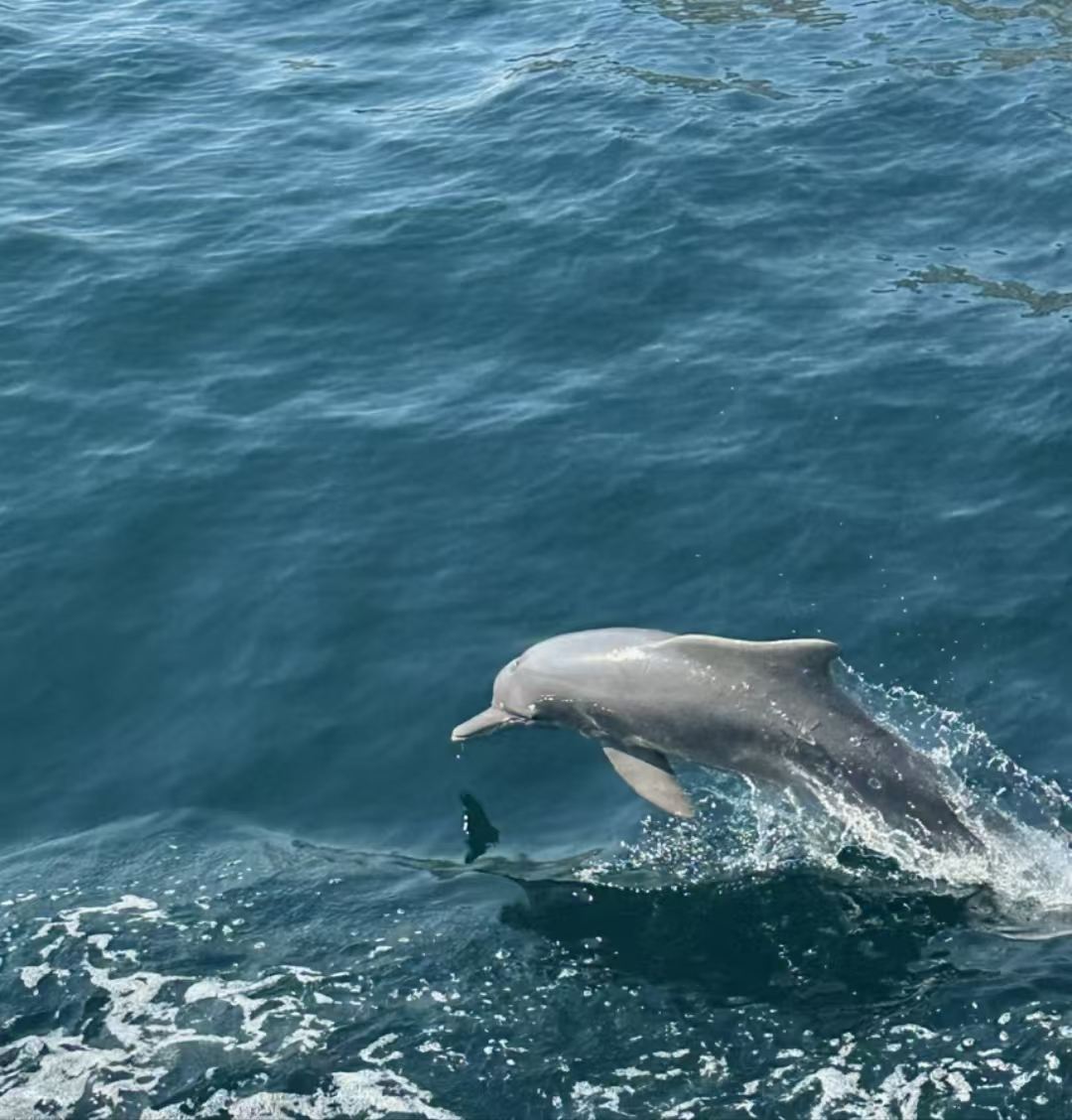 Dolphin Watching Tour from Dubai to Oman with Private Transfer & Round-trip Hotel Service, Snorkeling Available