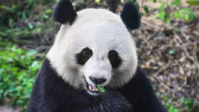Excursion d'une journée en voiture avec chauffeur à la base des pandas géants de Chengdu, au temple de Wuhou et à Jinli [Guide anglophone optionnel / billet d'entrée non inclus]