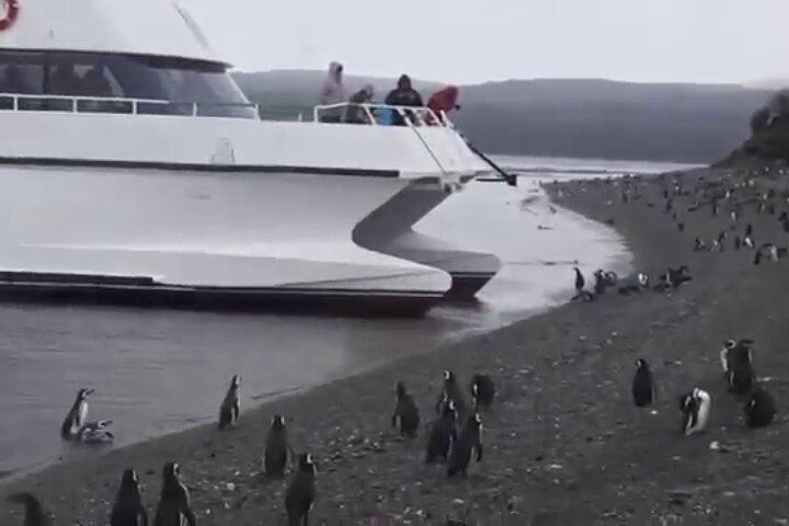 Beagle Channel Navigation Penguin Colony