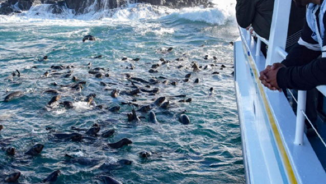 澳洲菲利普島尋訪海豹海狗遊船之旅【近距離接觸澳洲超大海狗棲息地，觀賞數千隻海狗】