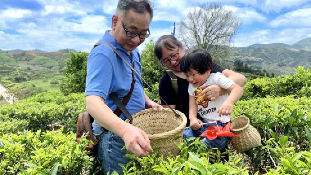 [Tour privado] Excursión de un día a las montañas de té de Chaoshan · Museo del té Fenghuang Dancong · Experiencia de recolección, elaboración y degustación de té