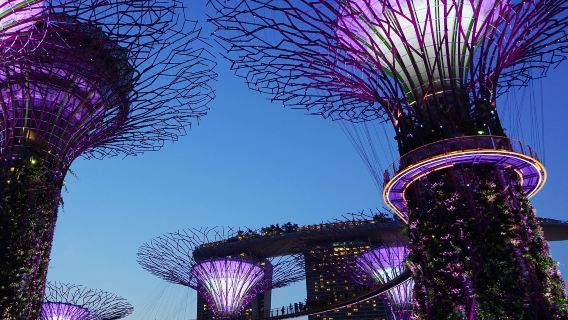 Singapore: Gardens by the Bay + Cloud Forest + Flower Dome internal guided tour service and admission ticket