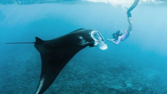Nusa Penida: Snorkeling em 3–4 pontos com Manta Bay (Transfer do hotel opcional)