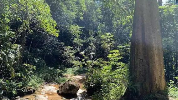 Tour durch das Forest Research Institute Malaysia (FRIM)