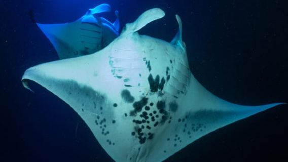 Kailua Kona: Manta Ray Night Snorkel Tour with Guide