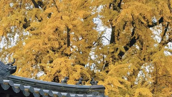 古觀音禪寺.小團半日遊【秋韻太宗手植千年銀杏.免費代約門票】