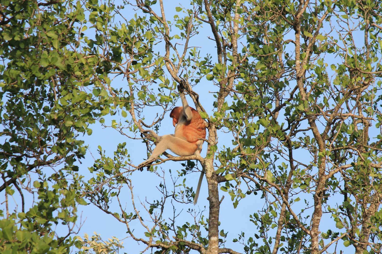 沙巴海龜苑紅樹林半日遊|長鼻猴|螢火蟲|一步沙灘