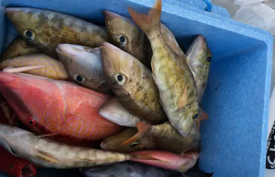 沖繩體驗海釣半日遊/那霸出發 無經驗者也可以參加