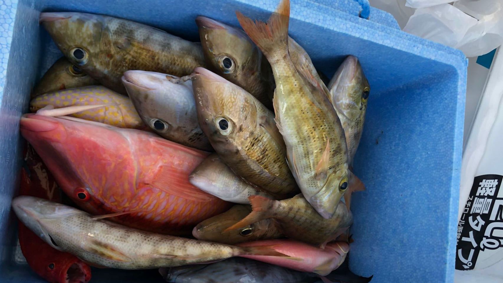 沖縄体験釣り半日ツアー/那覇発 初心者も参加可能