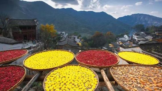 婺源篁嶺＋月亮灣一日遊景德鎮發團飯店上門接純玩 0 購物