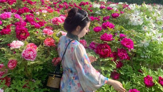 洛陽隋唐城遺址植物園賞牡丹旅拍【【全精修】精緻攝影旅行跟拍親子情侶閨蜜】