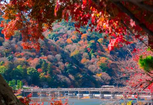 Kyoto Sanzen-in Temple Arashiyama 1-day tour[Train, Bamboo Forest Trail, Tenryu-ji Temple, Togetsukyo Bridge] Fall Foliage Viewing
