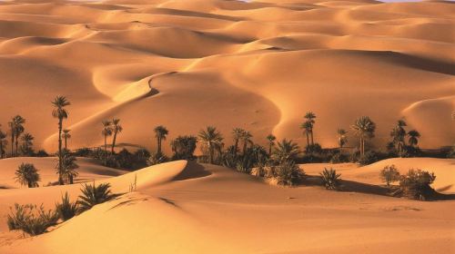 From Abu Dhabi Safari: Liwa Dunes Full Day 4x4 Safari Adventure Day Tours 2