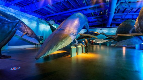 Whale watching tour and Whales of Iceland exhibition entrance tickets