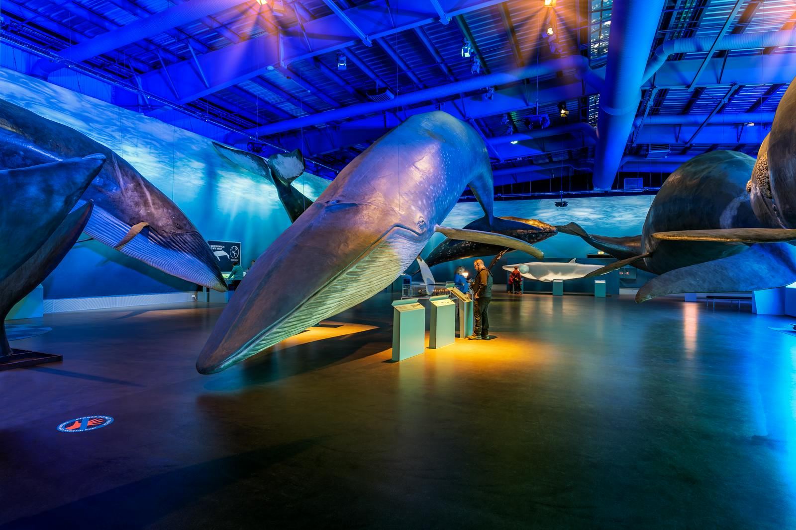 Whale watching tour and Whales of Iceland exhibition entrance tickets