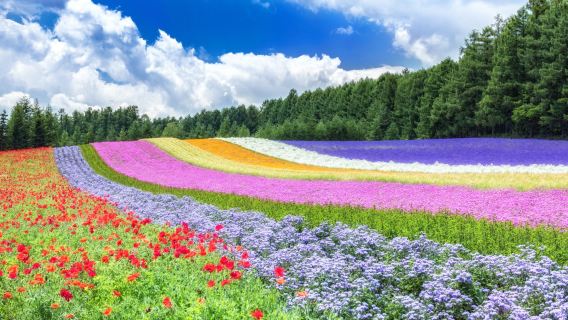 ออกเดินทางจากซัปโปโรและออกเดินทาง | ทัวร์บ่อน้ำสีฟ้าบิเออิและทะเลดอกไม้ฟุราโนะแบบ 1 วัน (กินเมลอนไม่อั้น)-108