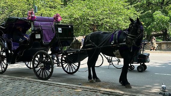 New YorkExperiences