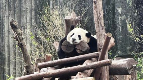 Chengdu 1-day tour (airport pick-up + city attractions + drop-off)
