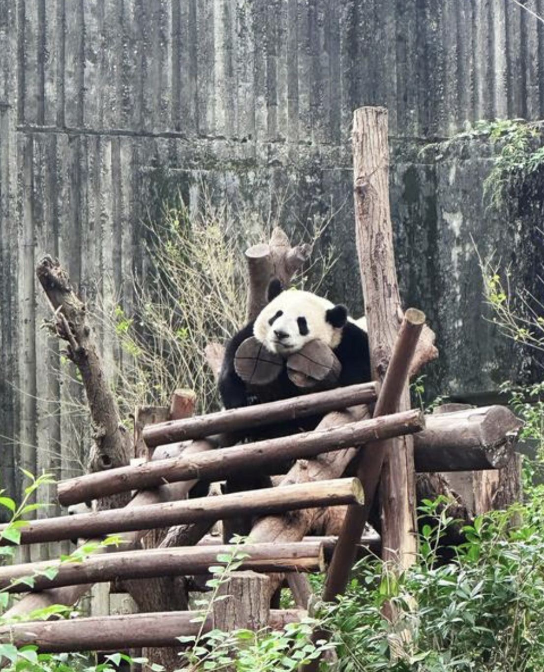 Chengdu 1-day tour (airport pick-up + city attractions + drop-off)